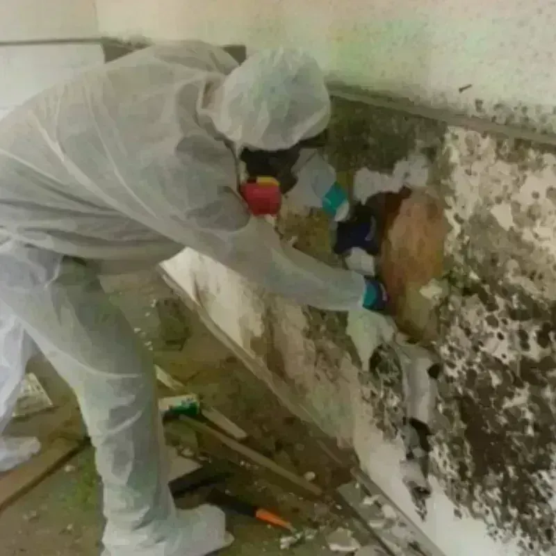 Mold Remediation and Removal in Irvington, MD